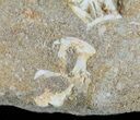 Cretaceous Fossil Fish Vertebrae In Rock - Morocco #60542-3